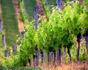 Preview wallpaper grapes, field, sprouts, numbers, mountain