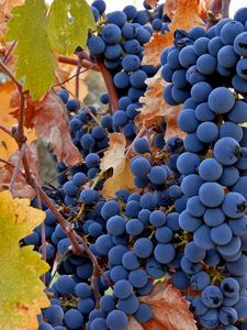 Preview wallpaper grapes, fruit, autumn, rod, crop, clusters, leaves