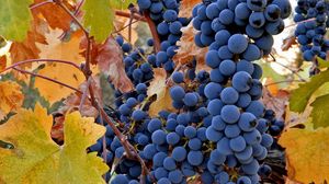 Preview wallpaper grapes, fruit, autumn, rod, crop, clusters, leaves