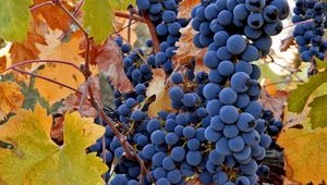 Preview wallpaper grapes, fruit, autumn, rod, crop, clusters, leaves