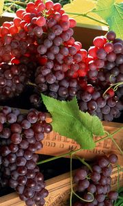 Preview wallpaper grapes, fruit, boxes, clusters