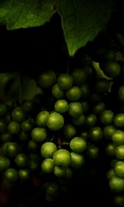 Preview wallpaper grapes, fruit, macro, dark