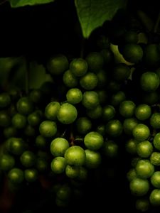 Preview wallpaper grapes, fruit, macro, dark