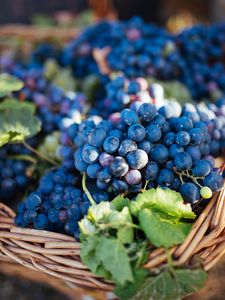 Preview wallpaper grapes, fruit, vine, leaves, basket