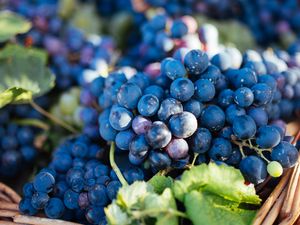 Preview wallpaper grapes, fruit, vine, leaves, basket