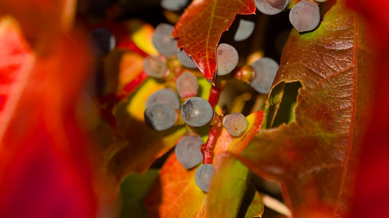 Wallpaper grapes, fruits, leaves, autumn