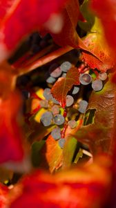 Preview wallpaper grapes, fruits, leaves, autumn