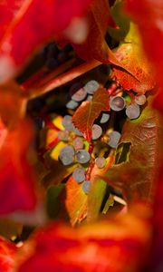 Preview wallpaper grapes, fruits, leaves, autumn