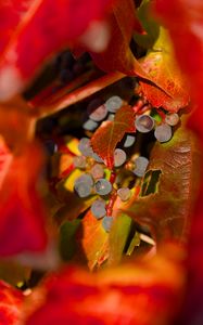 Preview wallpaper grapes, fruits, leaves, autumn