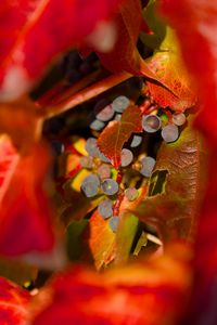 Preview wallpaper grapes, fruits, leaves, autumn