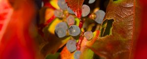 Preview wallpaper grapes, fruits, leaves, autumn