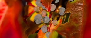 Preview wallpaper grapes, fruits, leaves, autumn