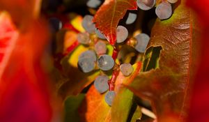 Preview wallpaper grapes, fruits, leaves, autumn