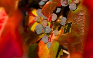 Preview wallpaper grapes, fruits, leaves, autumn