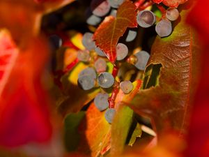 Preview wallpaper grapes, fruits, leaves, autumn