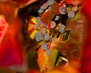 Preview wallpaper grapes, fruits, leaves, autumn