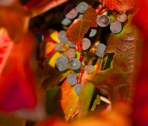 Preview wallpaper grapes, fruits, leaves, autumn