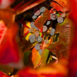 Preview wallpaper grapes, fruits, leaves, autumn