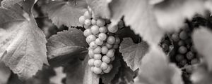 Preview wallpaper grapes, fruits, leaves, black and white