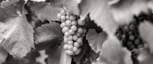 Preview wallpaper grapes, fruits, leaves, black and white