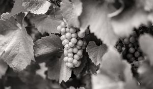 Preview wallpaper grapes, fruits, leaves, black and white