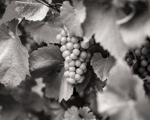 Preview wallpaper grapes, fruits, leaves, black and white