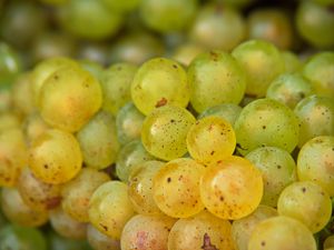 Preview wallpaper grapes, fruits, macro