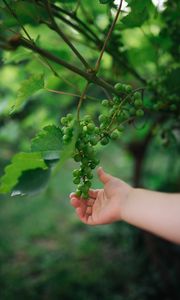 Preview wallpaper grapes, hand, fruit, leaves