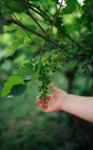 Preview wallpaper grapes, hand, fruit, leaves