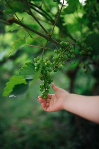 Preview wallpaper grapes, hand, fruit, leaves