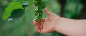 Preview wallpaper grapes, hand, fruit, leaves