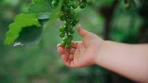 Preview wallpaper grapes, hand, fruit, leaves