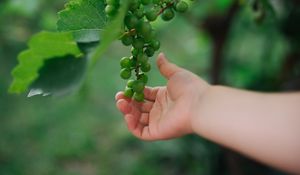 Preview wallpaper grapes, hand, fruit, leaves