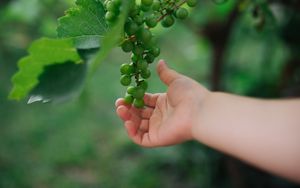 Preview wallpaper grapes, hand, fruit, leaves