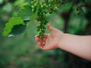 Preview wallpaper grapes, hand, fruit, leaves
