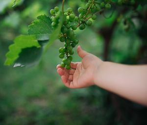 Preview wallpaper grapes, hand, fruit, leaves