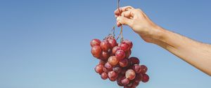 Preview wallpaper grapes, hand, fruit, vine