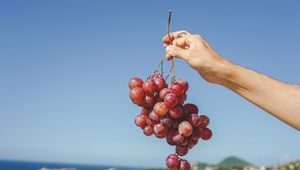 Preview wallpaper grapes, hand, fruit, vine