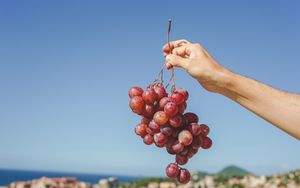 Preview wallpaper grapes, hand, fruit, vine