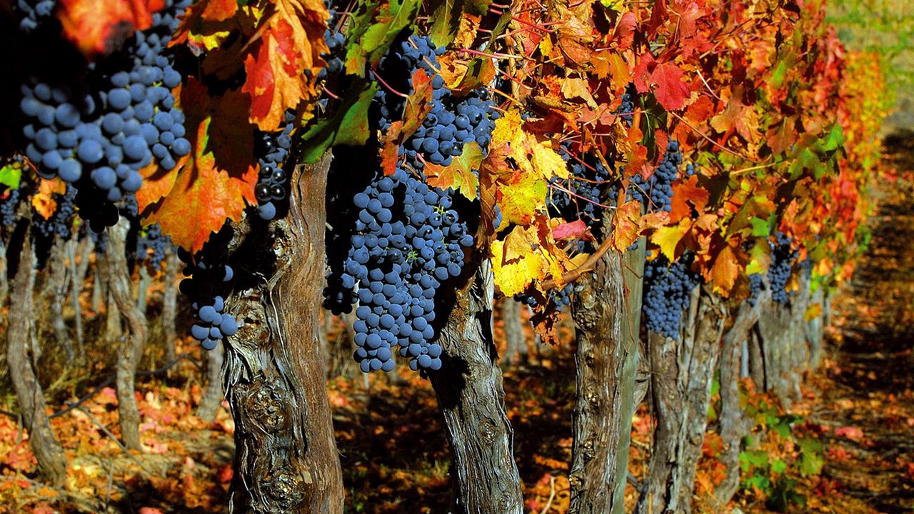 Wallpaper grapes, trees, crop, autumn, clusters, leaves, fruit