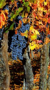 Preview wallpaper grapes, trees, crop, autumn, clusters, leaves, fruit
