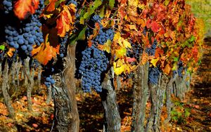 Preview wallpaper grapes, trees, crop, autumn, clusters, leaves, fruit