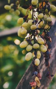 Preview wallpaper grapes, vine, berries