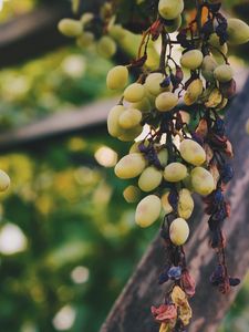 Preview wallpaper grapes, vine, berries