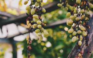 Preview wallpaper grapes, vine, berries