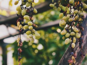 Preview wallpaper grapes, vine, berries