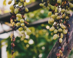 Preview wallpaper grapes, vine, berries