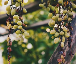 Preview wallpaper grapes, vine, berries