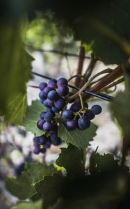 Preview wallpaper grapes, vine, fruits, berries, leaves