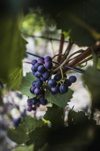 Preview wallpaper grapes, vine, fruits, berries, leaves